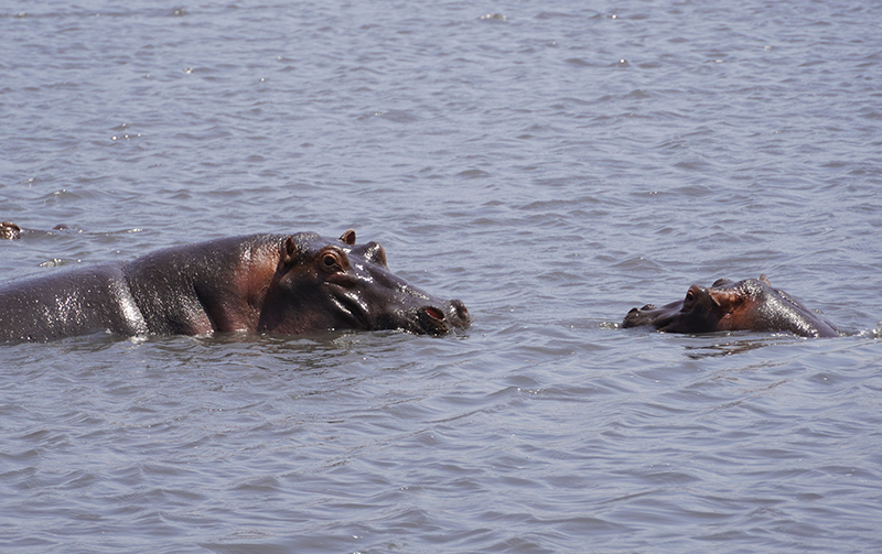 Ngorongoro, nilski konji